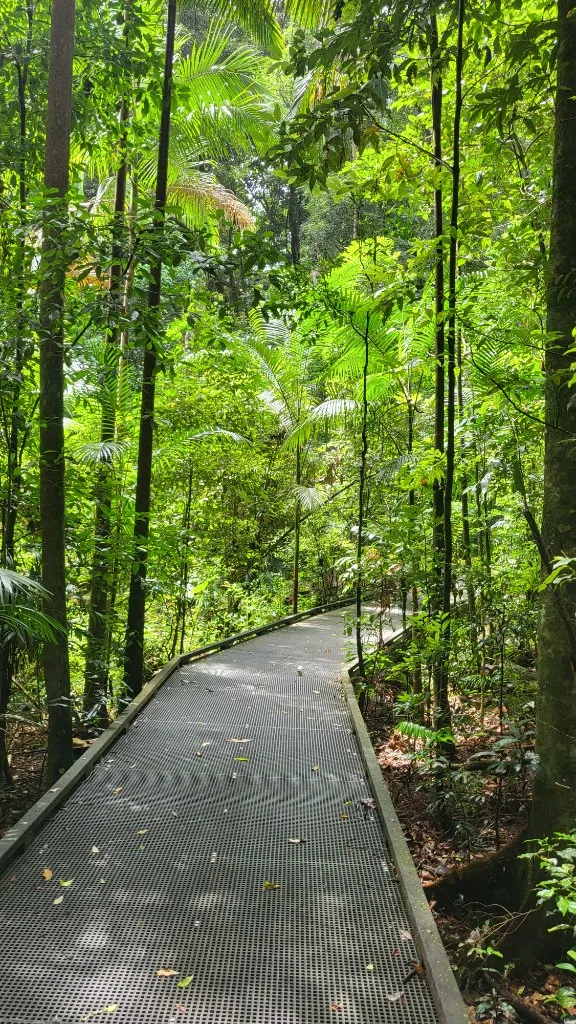 A walkway through lush rainforest, light filtering through the canopy.