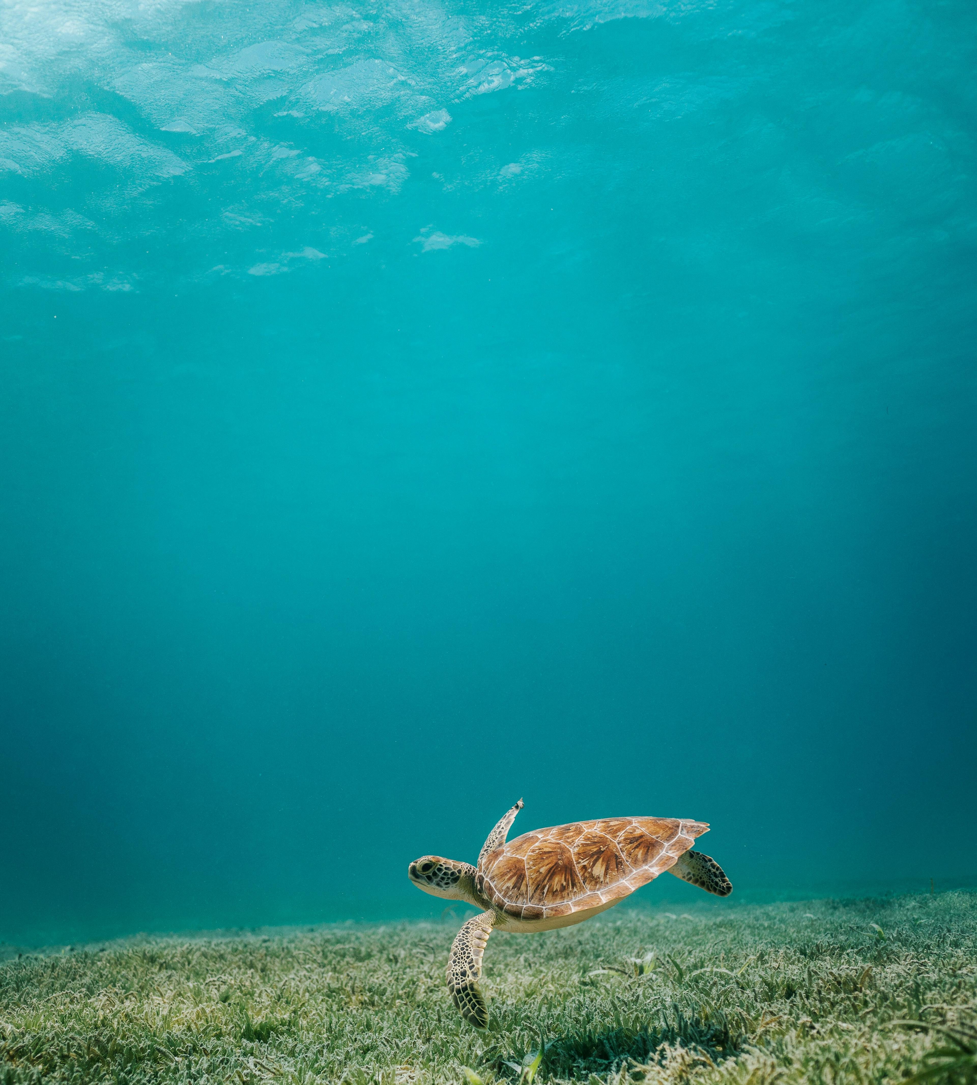 Sea Turtle Footer Under Water